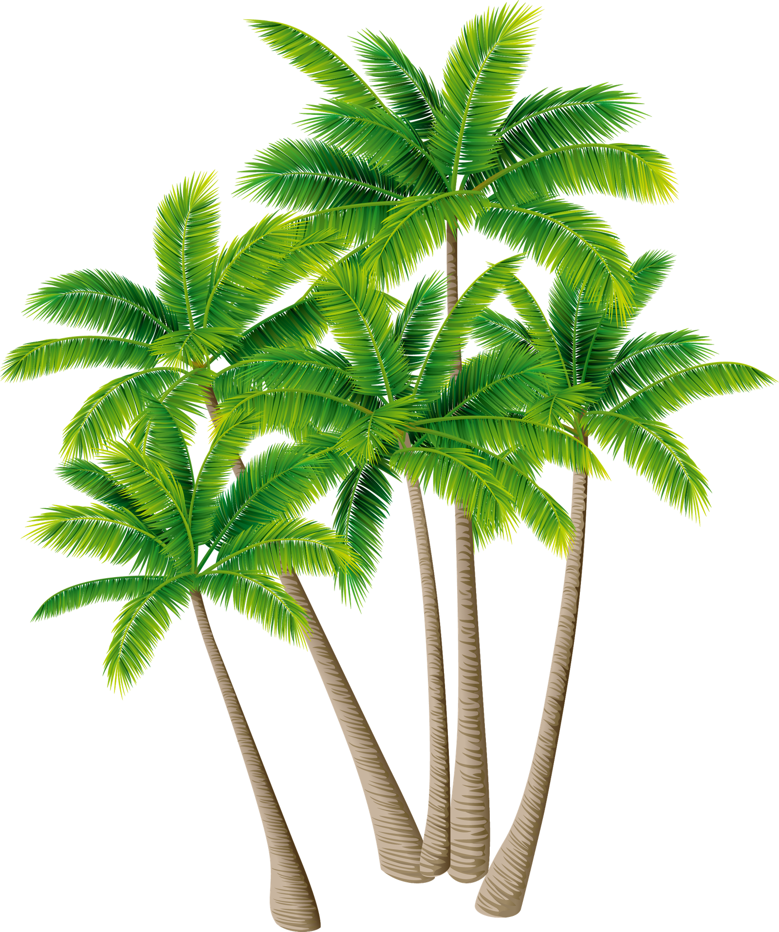 Nariyal Coconet Tree