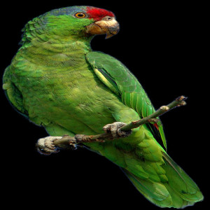 Parot HD Green