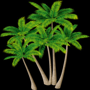 Nariyal Coconet Tree