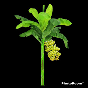 Banana Tree or kela ke ped