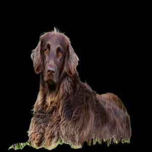 Cute Dog Png Image (3)